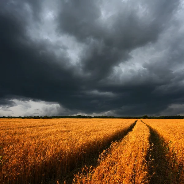 Reifes Weizenfeld und dramatische Wolken — Stockfoto