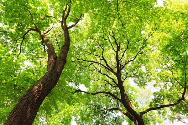 Trees with green leaves canopy — Stock Photo, Image