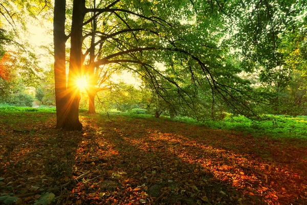 Sonbahar ağaç ve doğal güneş ışınları — Stok fotoğraf