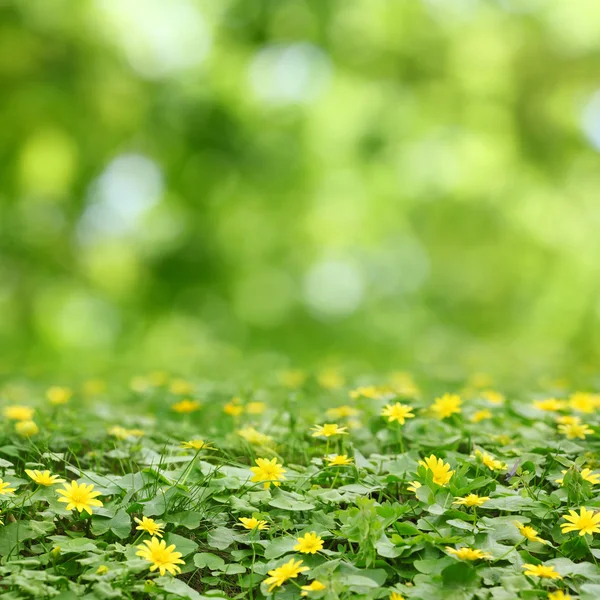 Gele bloemen in gras en bokeh — Stockfoto