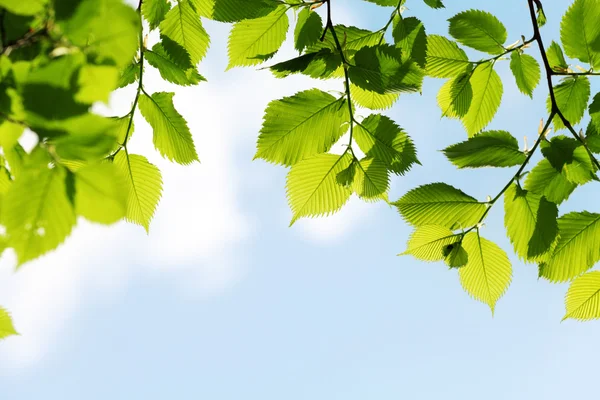 Grüne Blätter auf blauem Himmel Hintergrund — Stockfoto