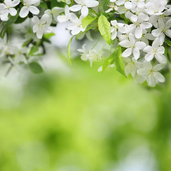 Flores de cerezo en día soleado en verde — Foto de Stock