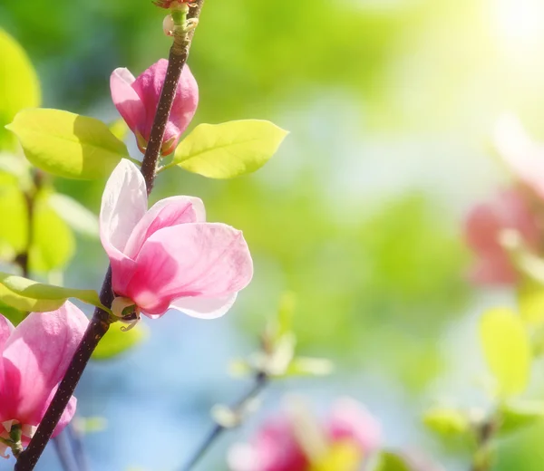 Pink magnolia flower on green — Stock Photo, Image