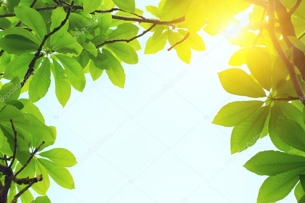 green leaves and sun light at spring day