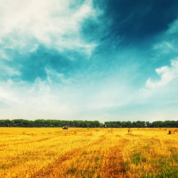 Campo de trigo con tractor remoto y árboles en el horizonte —  Fotos de Stock