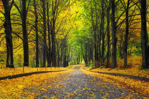 Autumn park with yellow trees — Stock Photo, Image