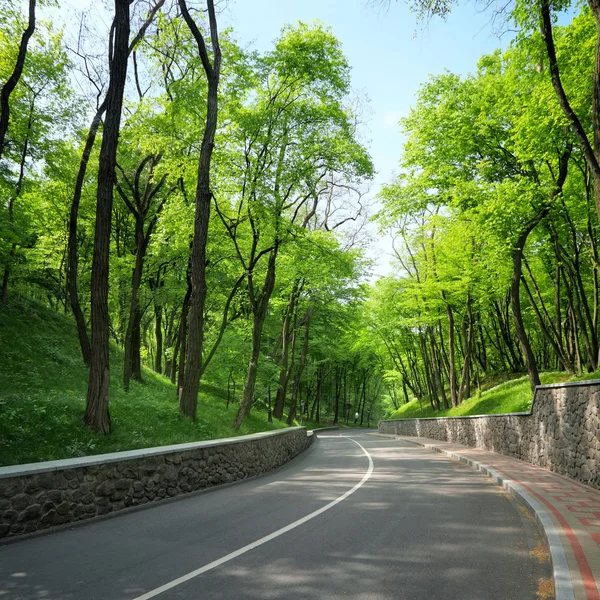 绿色树木之间的弯弯曲曲的道路 — 图库照片