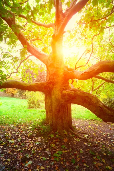 Starý platan, strom a slunce světlo — Stock fotografie