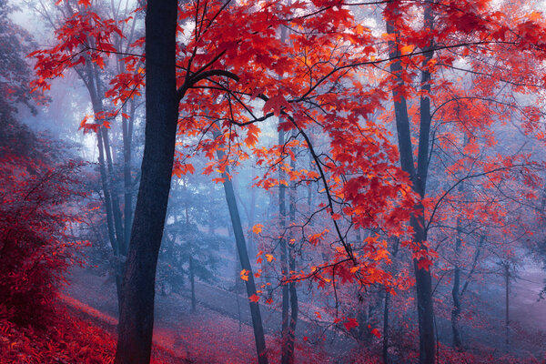 trees with red leaves in blue mist