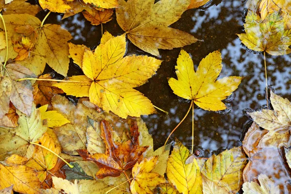 Hojas de otoño en charco de lluvia — Foto de Stock