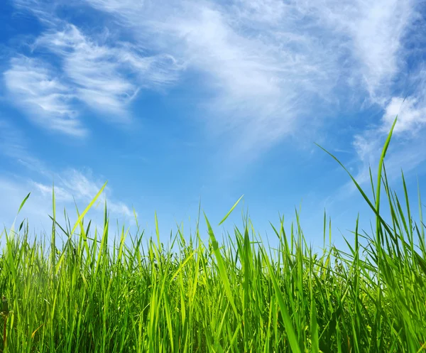 Green grass and blue sky Stock Picture