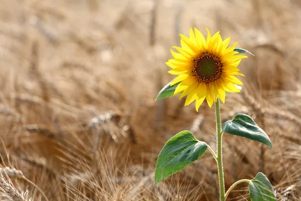 Sunflower in wheat field Stock Photo