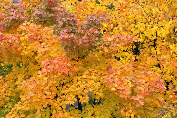 Foglie gialle sugli alberi nella stagione autunnale Fotografia Stock