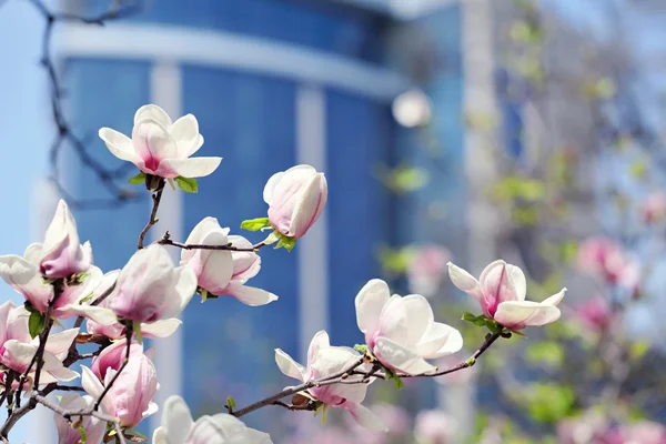 Magnolia fleur dans le parc de la ville — Photo