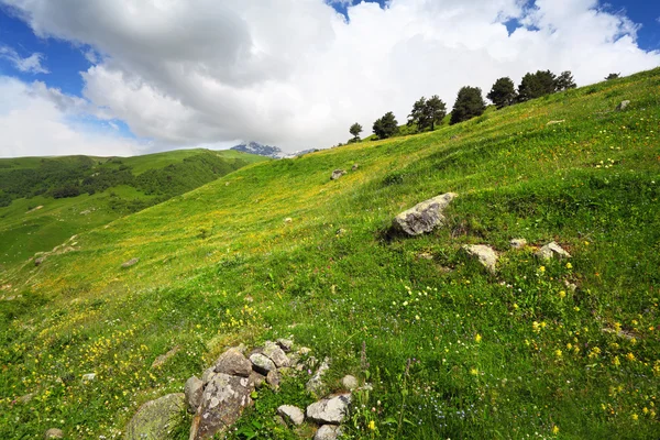 Bergblumen auf grünem Hügel — Stockfoto