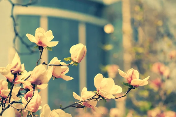 Magnolia λουλούδι στο πάρκο της πόλης, χρώματα vintage φωτογραφία Εικόνα Αρχείου
