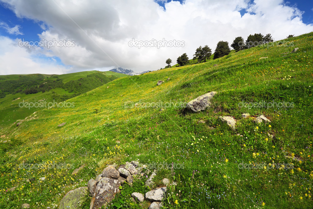 mountain flowers on green hill