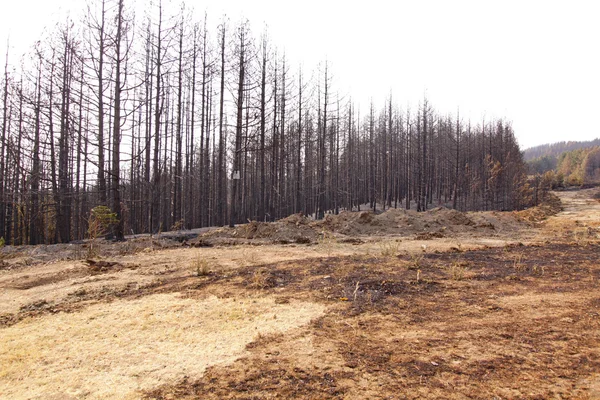 Forest fire — Stock Photo, Image