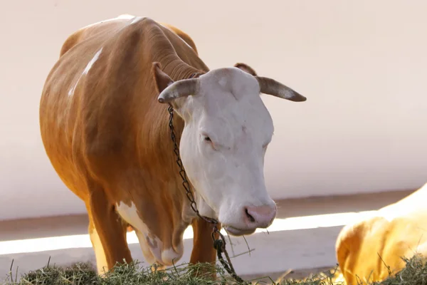 Vacas en la granja — Foto de Stock