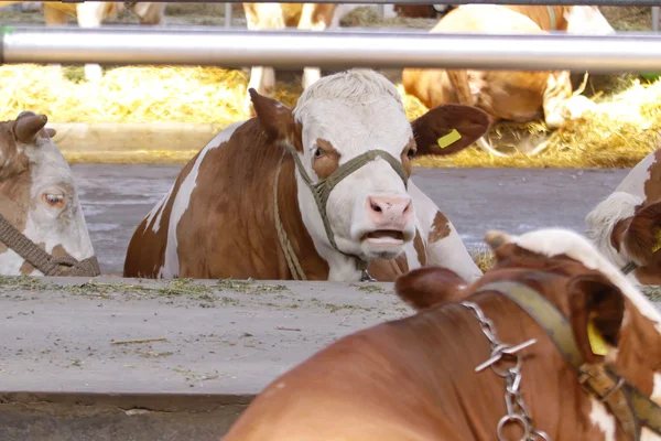 Koeien in boerderij — Stockfoto