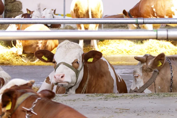 Vacas na exploração agrícola — Fotografia de Stock