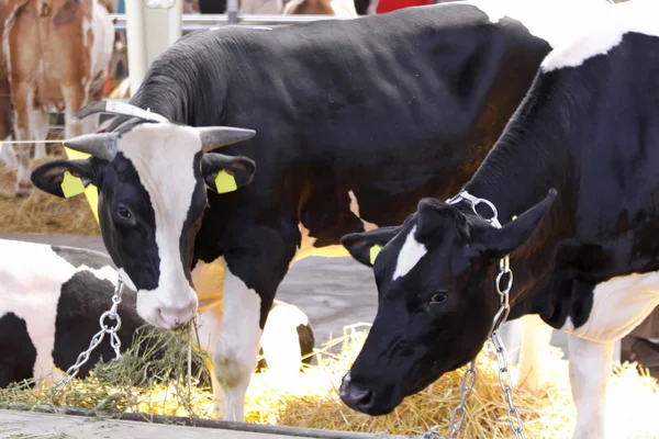 Vacas na exploração agrícola Imagem De Stock