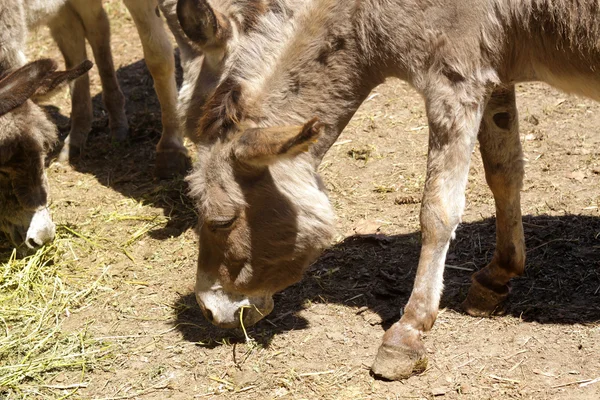 Donkey — Stock Photo, Image