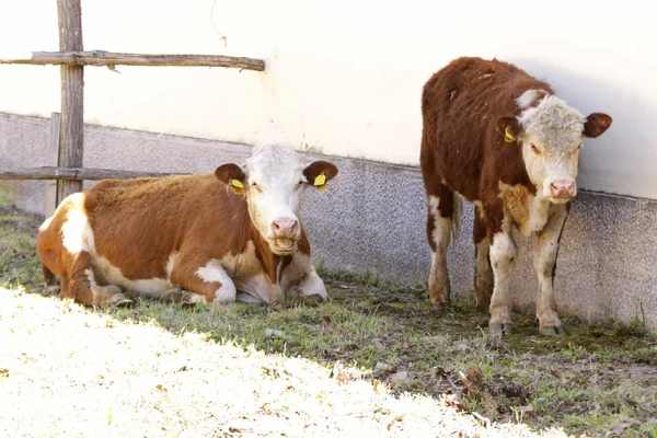 Krávy, farmy — Stock fotografie