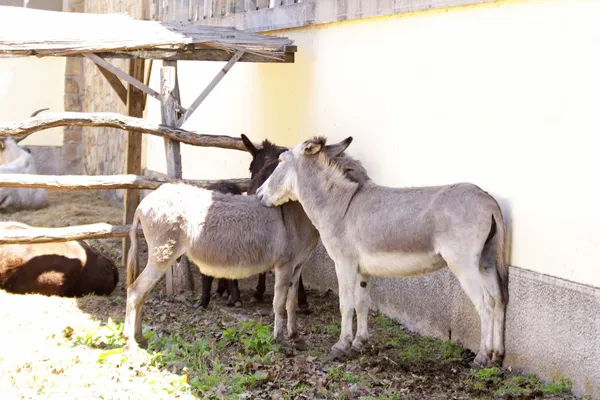 Burro. — Foto de Stock