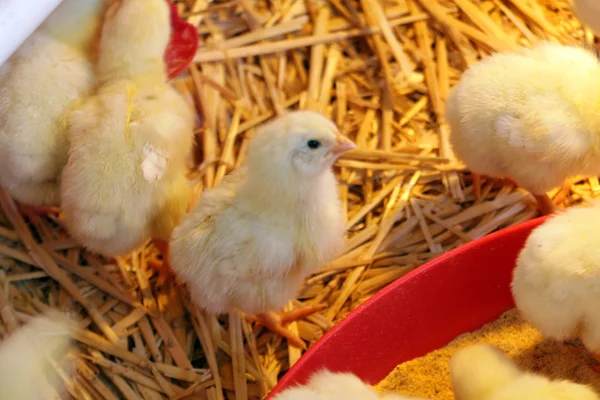 Poulet bébé Photo De Stock