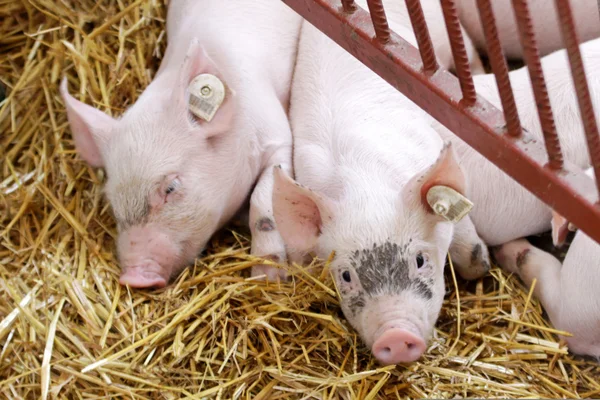 Ferkel Stockfoto