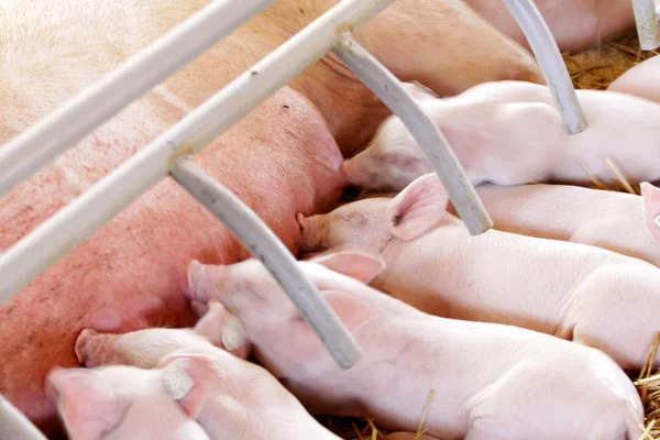 Piglets — Stock Photo, Image