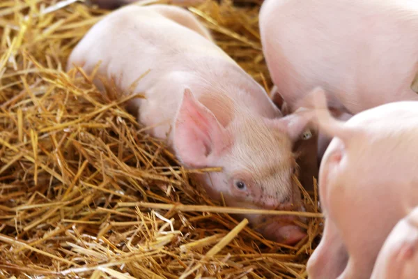 Ferkel lizenzfreie Stockfotos