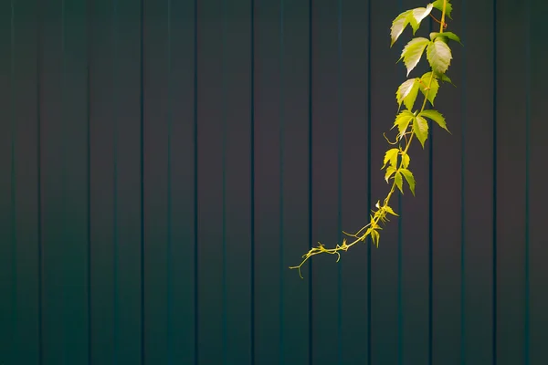 Gröna gren växter över staketet — Stockfoto