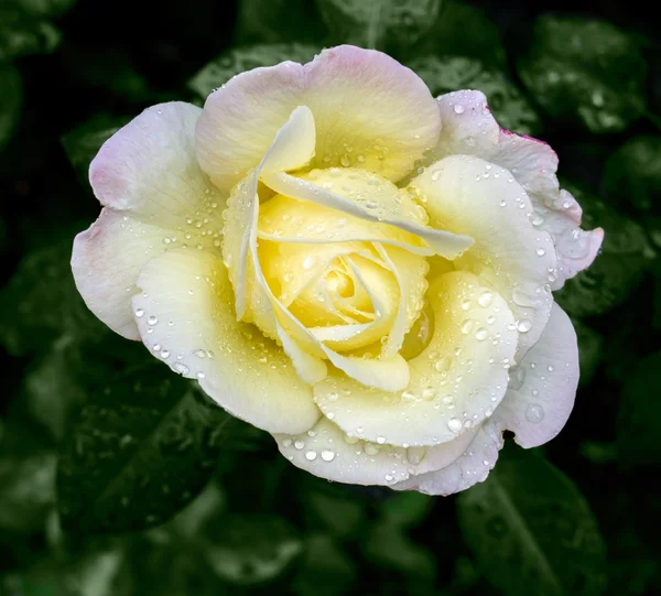 Барвиста троянда з краплями води — стокове фото