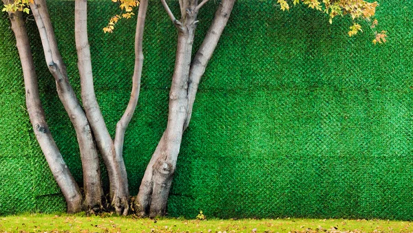 Herfst bomen tegen de groene muur — Stockfoto