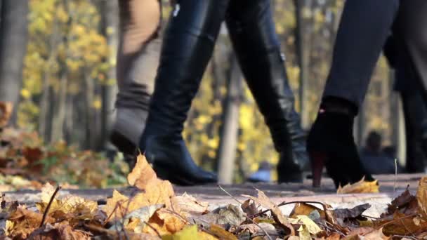 Прогулянка в лісі Осінь — стокове відео