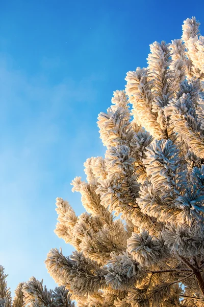 Ramos de abeto de inverno — Fotografia de Stock