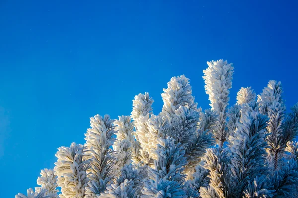 Зимние елки — стоковое фото