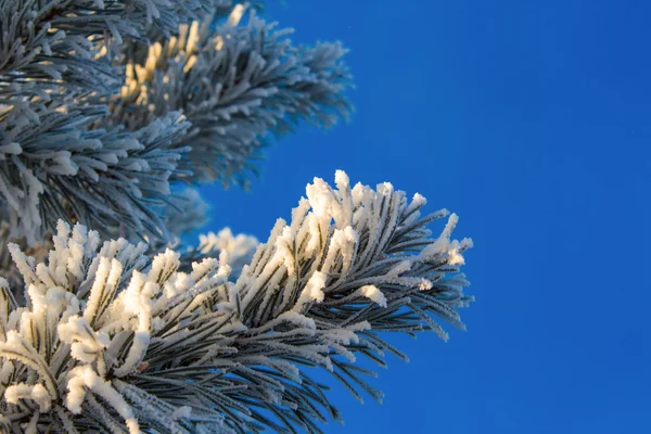 Ramos de abeto de inverno — Fotografia de Stock