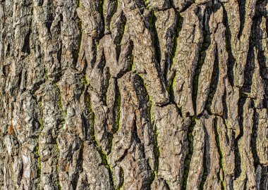 Ağaç kabuğunun dokusu