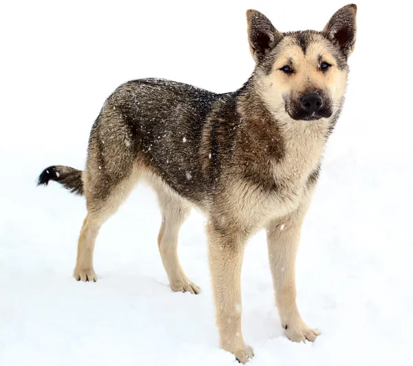 En hjemløs hund i snøen stockbilde
