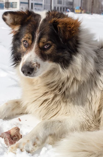 Dog with a bone in the snow — Stock Photo, Image