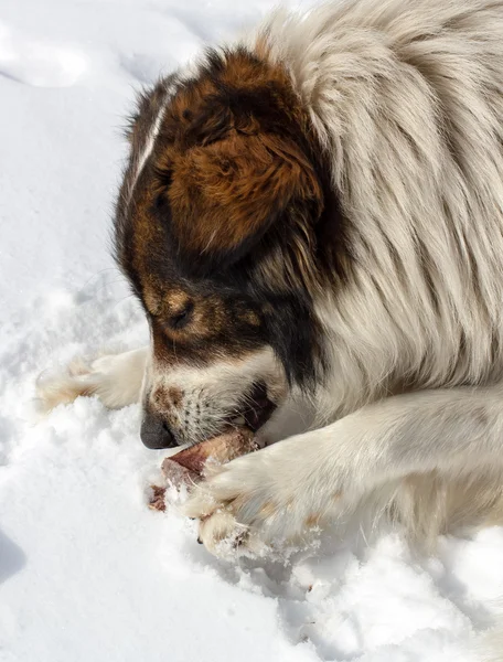 Koditon koira luun kanssa lumessa — kuvapankkivalokuva