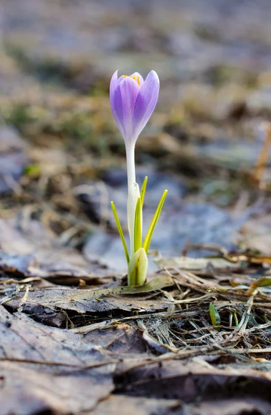 Crocus sativus