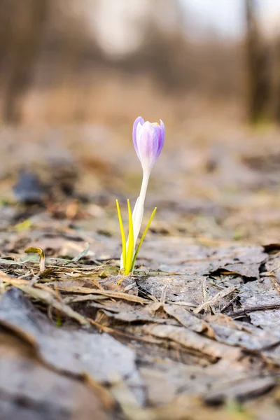 Crocus sativus — Stockfoto