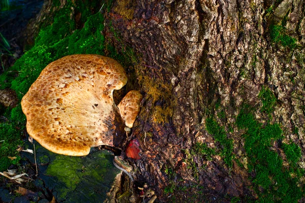 Fungos em árvores — Fotografia de Stock