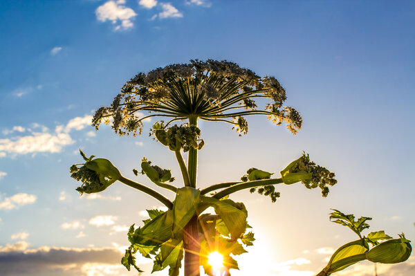 Hogweed against the sky and sun at sunset