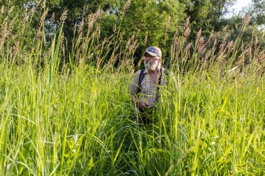 uzun boylu bir çayır çimen