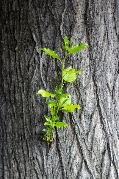 Jonge sprout — Stockfoto